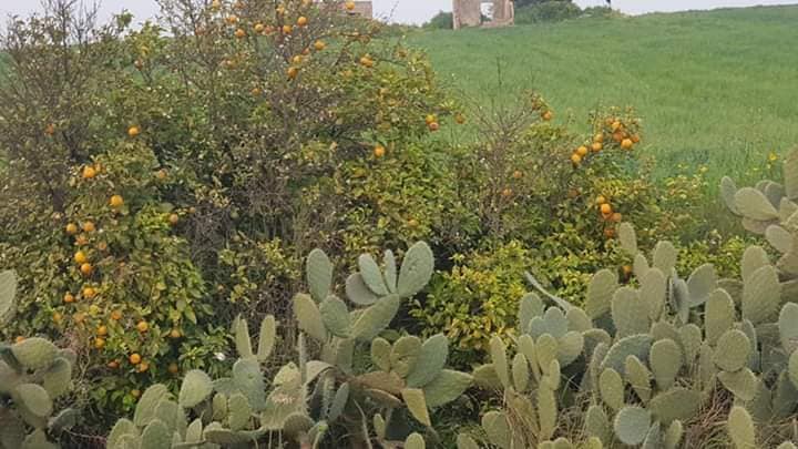  | موسوعة القرى الفلسطينية